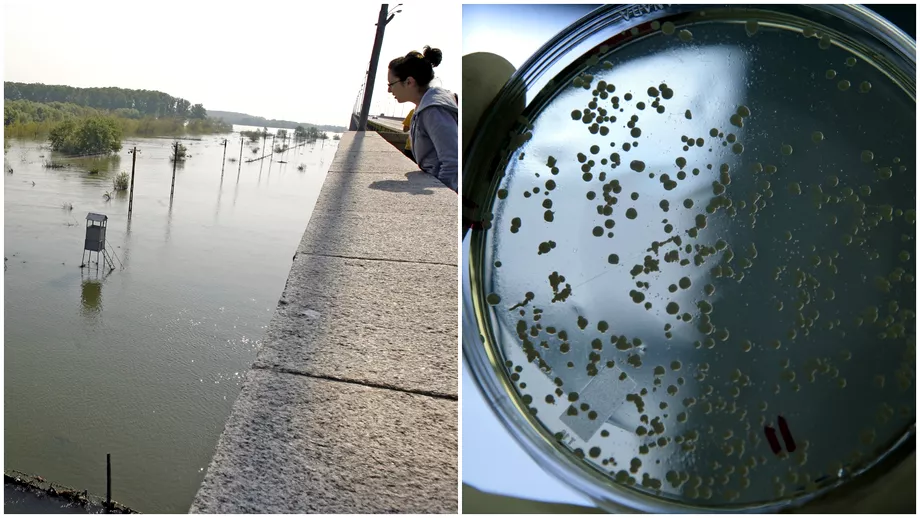 Alerta la Braila Bacterie periculoasa descoperita in Dunare Consumul de apa poate aduce efecte grave