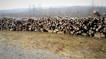 Romsilva va înființa depozite pentru lemnul de foc: ”Să facem o livrare directă către consumator”