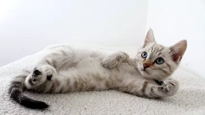 Curiozități despre pisici! Top 50 de lucruri pe care nu le știați