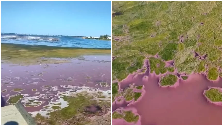Lacul Techirghiol a devenit roz Care este explicatia acestui fenomen