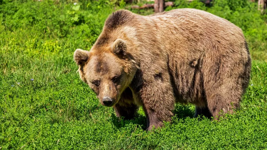 Fenomen ingrijorator Tot mai multi ursi coboara din munti in Harghita Sase apeluri la 112 intro singura zi