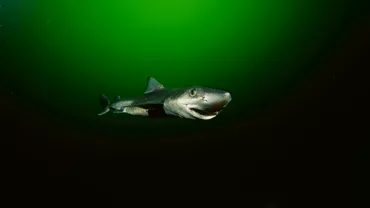 O specie de rechin traieste in Marea Neagra Ce spune romanul care a intalnit un specimen la Costinesti