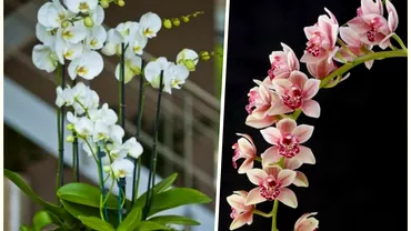 Trucul care te ajuta sa ai orhidee rezistenta Cum poti sa prelungesti inflorirea