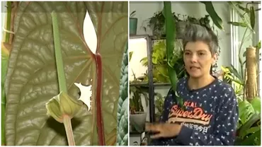 O femeie din Bucuresti sia transformat apartamentul intro gradina botanica Are peste 500 de ghivece