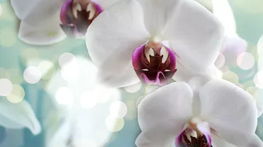 Cum sa ai grija de orhidee in sezonul rece Asa va tine bine si iarna