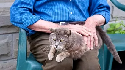 Un parazit al pisicilor pune în pericol sănătatea vârstnicilor