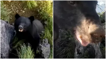 Filmare virala cu un alpinist japonez atacat de urs Cum a reusit sa se salveze de animalul salbatic Video