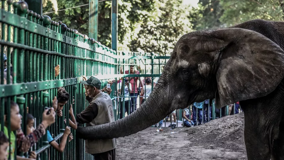 Angajatul unei gradini zoologice ucis de trompa unui elefant Cum sa intamplat tragedia