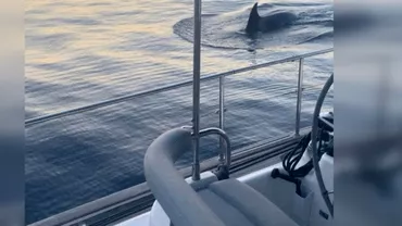 Video Momentul in care patru balene ucigase se napustesc asupra unui iaht Barca sa rotit brusc la 180 de grade