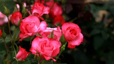 Cum iti poti proteja trandafirii pe timp de iarna Multi comit o greseala uriasa