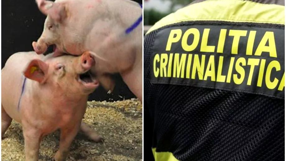 Un barbat din Botosani ucis cu brutalitate de porcii sai Animalele lau mancat de viu