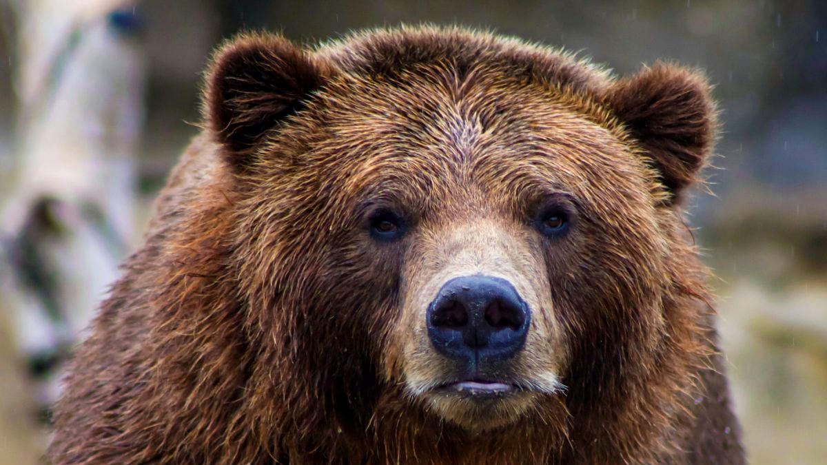 Pagube însemnate produse de animalele sălbatice din România. Județul în care urșii și-au făcut de cap