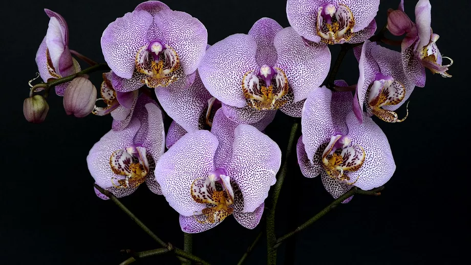 Cum se ingrijesc orhideele pe timp de iarna Lucrurile de care trebuie sa tii cont