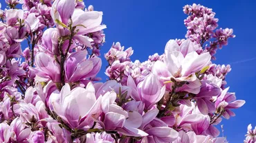 Locurile din Bucuresti unde poti vedea cele mai spectaculoase magnolii Florile au aparut deja in aceste zone