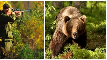 România, țara derogărilor la vânătoarea de urși! „Omul trebuie să fie pe primul loc”