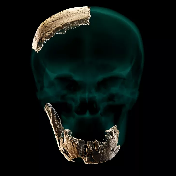 Fragmentele de craniu și de mandibulă ale lui Nesher Ramla Homi. Sursa foto: Tel Aviv University, eurekalert.org.