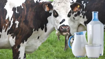 Cat lapte da de fapt o vaca pe zi in functie de rasa si varsta Una singura are o productie zilnica de peste 50 de litri