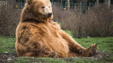 Locuitorii din Buzau terorizati de un urs Bestia a ucis zece animale intro singura gospodarie