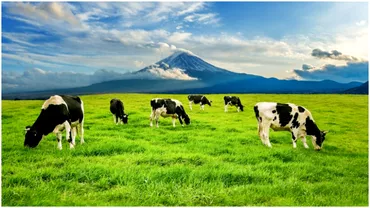 Comuna din Romania in care se gasesc nu mai putin de 5 mii de vaci Cat de departe e de primul oras si ce se intampla cu laptele