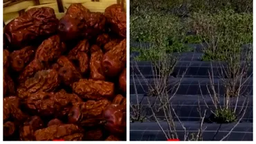 Agricultorii din Dabuleni se orienteaza catre fructe exotice Au inceput sa planteze curmale chinezesti