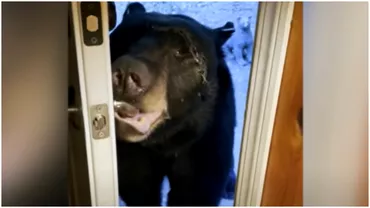 Cel mai politicos urs din lume Animalul salbatic a fost dresat de o americana Video