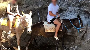 Imagini socante in Grecia Magarii care transporta turisti in Santorini sunt tratati cu bestialitate VIDEO