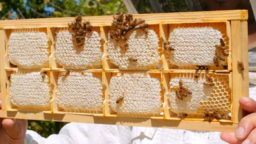 De ce au fagurii forma de hexagon Ce fac albinele de fapt