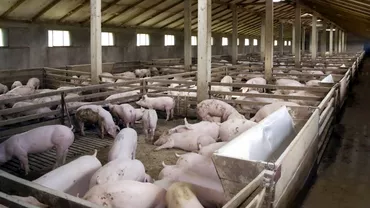 Peste 8000 de porci vor fi ucisi intro ferma din Buzau Focar de pesta porcina depistat