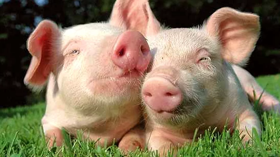 Imaginile care fac inconjurul lumii Un porc sa nascut cu doua capete si un ochi comun