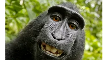 Ce a facut o maimuta cu telefonul pe care la furat Povestea aminteste de celebrul caz Naruto ajuns in tribunale FOTO VIDEO