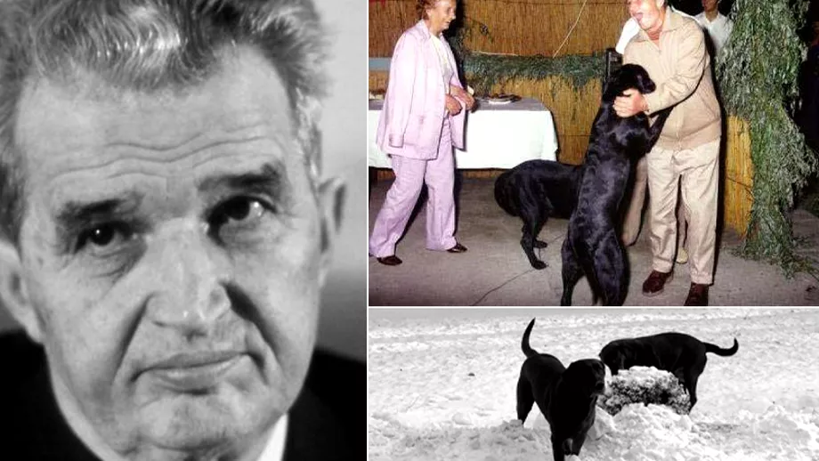 Cainii lui Nicolae Ceausescu labradorii Corbu si Sarona au avut o soarta groaznica dupa moartea stapanului lor Video