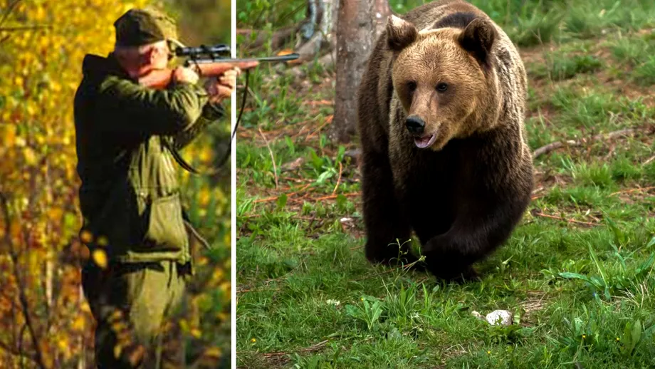 Carnea de urs ar putea sa dispara din meniurile restaurantelor Incinerarea animalelor dupa vanatoare o solutie extrema