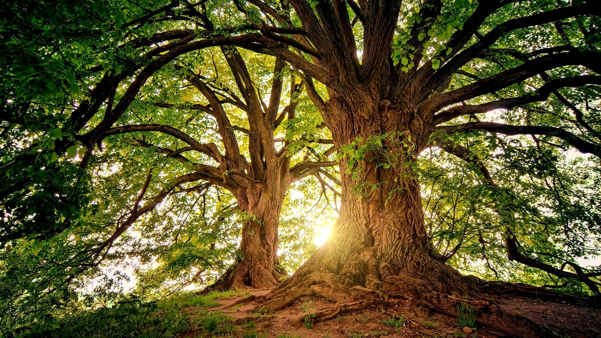 Copacul a cărui sevă reduce nivelul de stres și îmbunătățește digestia. E foarte răspândit în România