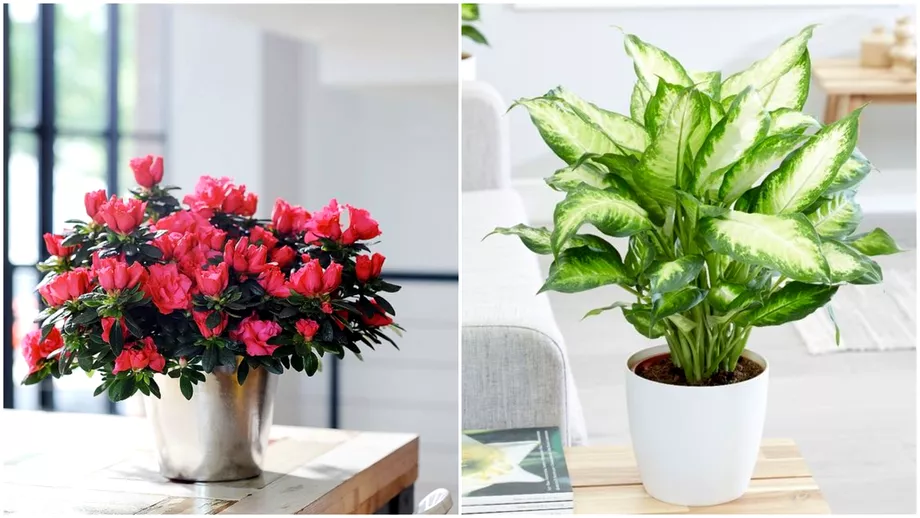 Plantele care aduc mari probleme in casa De ce nu trebuie sa le ai niciodata in apartament