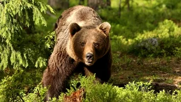 Barbat din Brasov terorizat de un urs Ce il atrage pe animal in fiecare seara in gospodarie