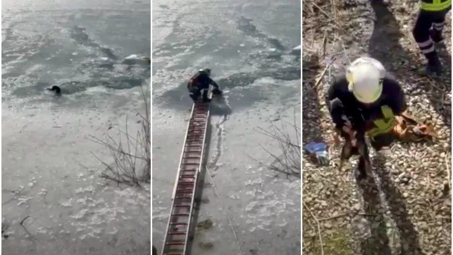 Un caine a fost salvat din apa inghetata a raului Siret de pompieri Era paralizat de frig Video