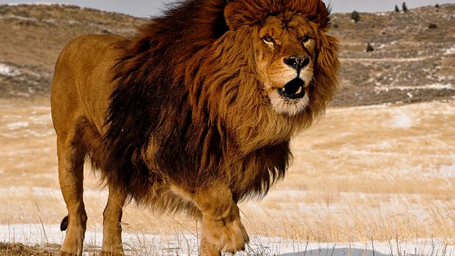 Sfatul Zilei de azi, 14 iunie. Leul uită că este regele junglei!