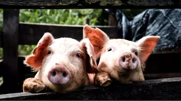 Focar major de pesta porcina africana Peste 50000 de animale vor fi sacrificate