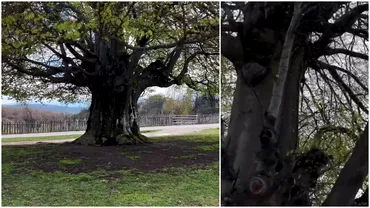 Copacul impresionant din Romania vechi de peste 500 de ani care este o bijuterie a naturii Putini stiu unde se afla