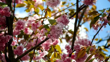 Prognoza ANM pentru 20 martie  17 aprilie Cum va fi vremea de Florii si de Paste