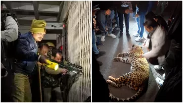 Incident bizar Un leopard a intrat intrun tribunal si a atacat mai multi avocati Video