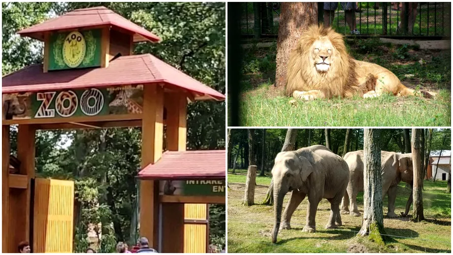 Este cea mai frumoasa gradina zoologica din Romania Are peste 600 de animale si e luata cu asalt in fiecare weekend