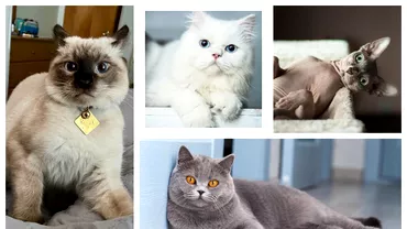 Ce nume sai pui pisicii tale in functie de rasa Iata 30 de idei de nume unice