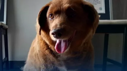 A murit cel mai bătrân câine din lume. Cartea Recordurilor face anchetă