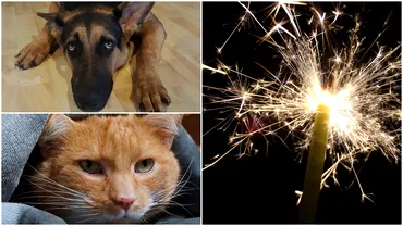 Cum sunt afectate animalele de zgomotul artificiilor si petardelor Unele chiar ajung sa moara din cauza fricii