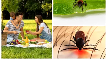 Cum sa ne ferim de capuse si cat de periculoase sunt aceste insecte