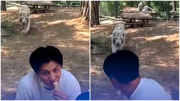 Clipe teribile filmate de un turist la Zoo Un tigru alb a atacat un barbat care isi savura inghetata Cum sa terminat totul