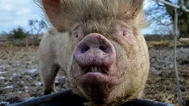 Un porc sa razbunat pe macelar Animalul sia ucis calaul inainte sa fie sacrificat