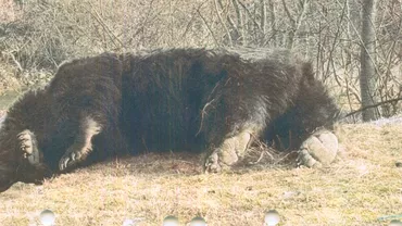 Detalii noi in cazul ursului Arthur omorat de printul Emanuel Unde a fost identificata blana animalului