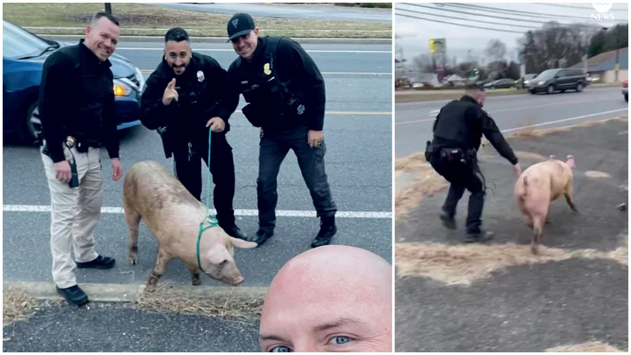 Imaginea zilei Cum ia pacalit porcul Albert pe politistii plecati in urmarirea lui Suspectul a fost identificat